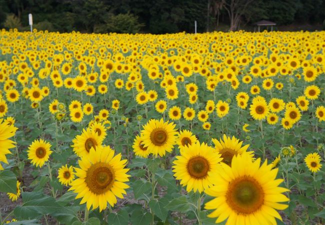 榎前町のひまわり畑