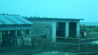 おとなしい馬たちです