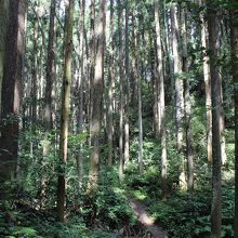 舗装された林道から右に入れ細い山道を進む