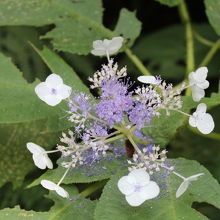 滝に向かう途中で見つけた花