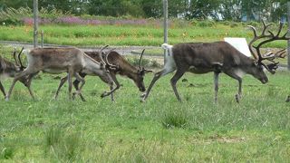 無料でトナカイの群れの走りを間近で見れる