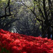 2014年の曼珠沙華、開花状況【権現堂桜堤】