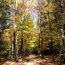 背の高い木々の中の道。
