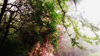 行って見る価値あり！