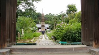 コスモスの寺　般若寺