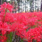 曼珠沙華が一面に！