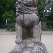 猫と狛犬