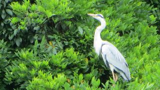 野鳥を探して小倉池へ。