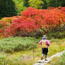 歩きやすい木道も整備されています