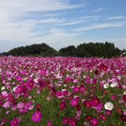 小高い丘に季節の花々が咲き乱れます