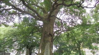 樹木が生い茂っています。