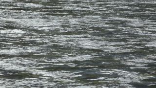 清流の中の清流