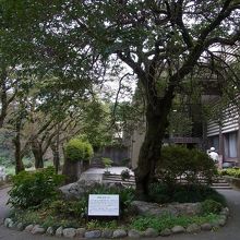 金剛寺の青梅の子孫？