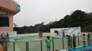 イルカが近くで見える