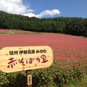 赤そば絨毯！綺麗でした