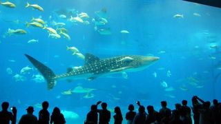 じんべえざめ！