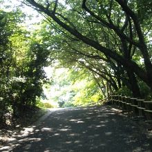 山頂への遊歩道はいくつかルートがあります