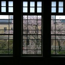 旧本館から見る桜