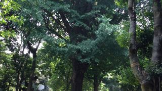 東照宮のご神木