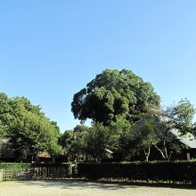 見事な植木に包まれる但馬家と武居家