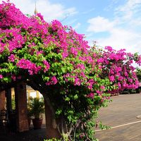 ブーゲンビリアが咲き乱れています