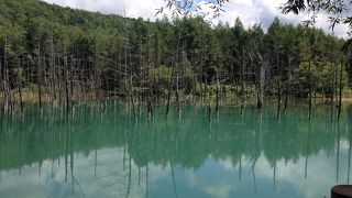 青というより…