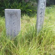 路脇からここまでとげに注意です「イサンチャ」～黒島～