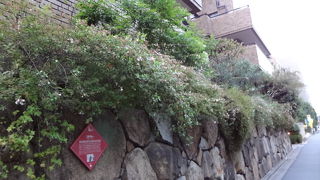 番町文人通り沿い