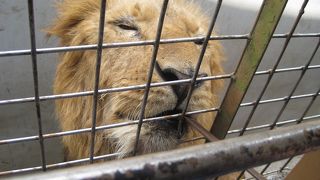 想像以上に喰い付く