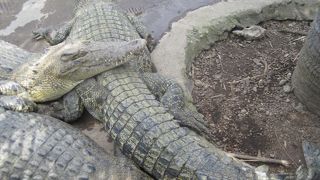 ワニがいっぱい