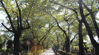 都心の広大な墓地