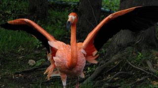 アザラシの行動展示最高