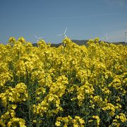 広大な菜の花の黄色いじゅうたんが最高にキレイ！