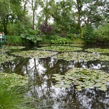 睡蓮の池
