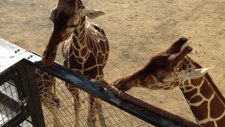 ここ数年で目覚ましい進化！！