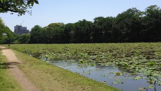 初夏には気持よい公園です