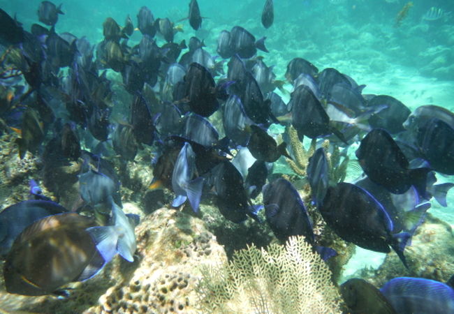 プエルトアベンチュラス ダイビング & スノーケリング ツアー