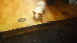 お土産屋さんがたくさん