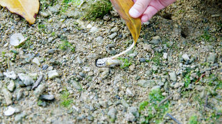 シオマネキの大群