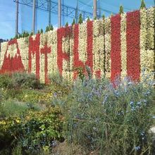 Mt.FUJIがとても目立っていました