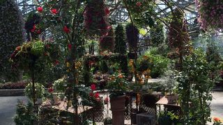 コスモス満開　なばなの里