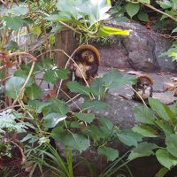 いたるところにたぬきの置物が。