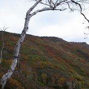 大雪山の紅葉スポット