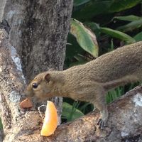 リスもやってきます