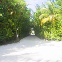 島はこんな感じです！グリーン！