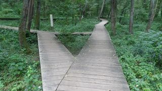 八王子駅北口から行ける雑木林の公園