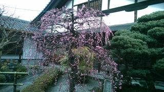 ガイドさんの詳しい説明