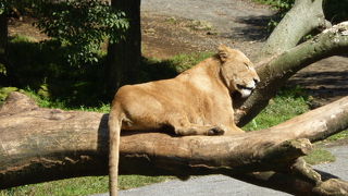かなり広い敷地です。