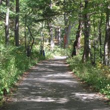 自然豊かな遊歩道が続きます