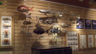 参加型行事がおススメ！